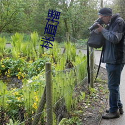 桃直(zhí)播