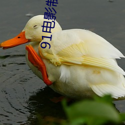 91电影制品厂(廠)