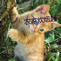 ca88手机客户端(安卓/苹果)CA88会员登录入口