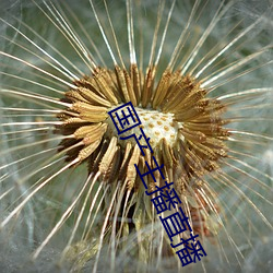 国产主播直播
