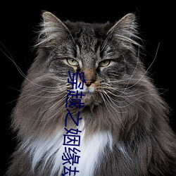 穿越(越)之姻缘劫(劫)