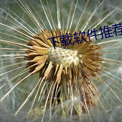 下载软件推荐