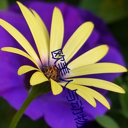 欧美人(人)与动物