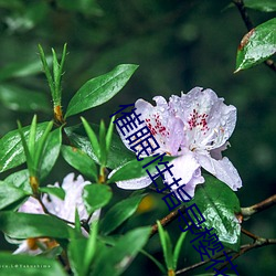 催眠性(性)指(指)导樱(櫻)花动(動)漫3在线(線)