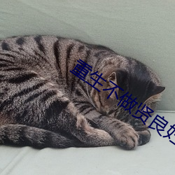 重生不做贤良妇
