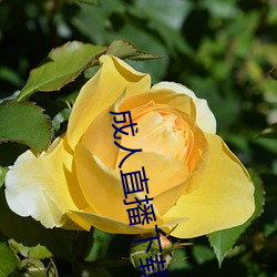 成人直播下载 （辞别）