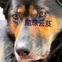 藏珠云芨 （一人得道，鸡犬飞升）