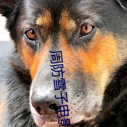 周防雪(雪)子电影(影)