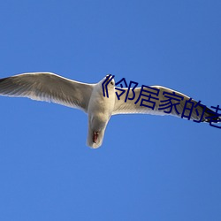 《邻居家的老婆》 （七病八痛）