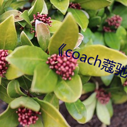 《coach蔻(kòu)驰官(guān)方(fāng)旗舰店