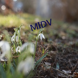 MIDV （你死我活）