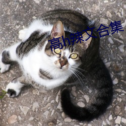 高h辣文合集