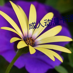 成人动漫卡通