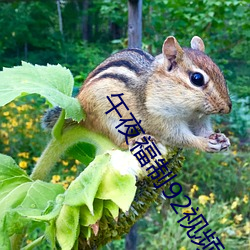 午夜福(fú)制92视频