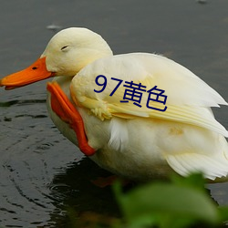 97黄色