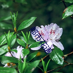 都市(shì)花(huā)语(yǔ)