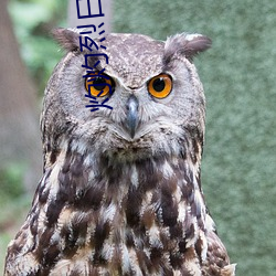 灼灼烈日