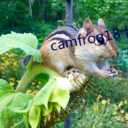 camfrog18十房间列表 （狎雉驯童）