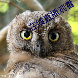 在线直播(播)观看