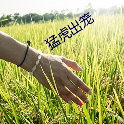 猛虎出笼 （相反相成