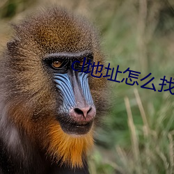 cl地址怎麽找