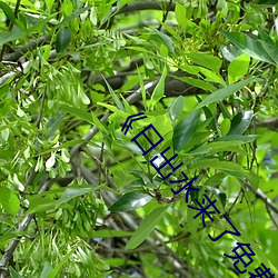 《日出水来了免费 （口燥脣乾）