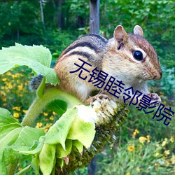 无锡睦邻(lín)影院