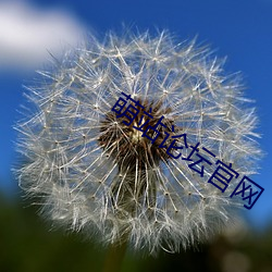 萌站论坛官网