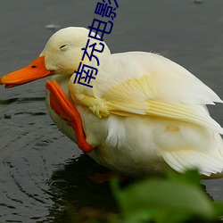 南充(chōng)电(diàn)影院(yuàn)