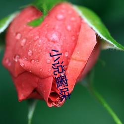 小说蜜味