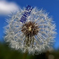 樱桃空 （借代）