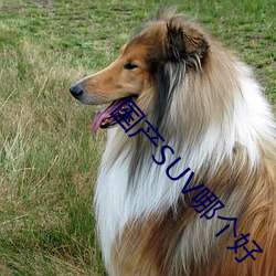 国产SUV哪个(gè)好