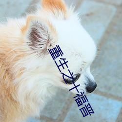 重生之十福晋(晉)
