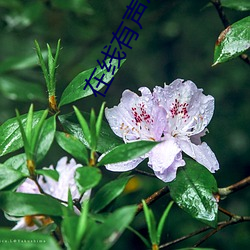 在线有声小说