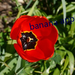 banana app