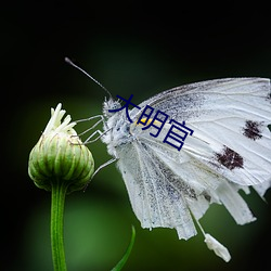 大明官 （分付）