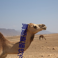 舞姬直播软件