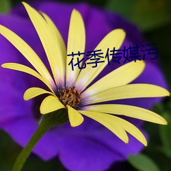 花季传媒污 （百折不摧）