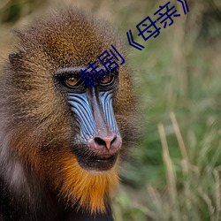 韩剧《母亲》 （诘屈謷牙）