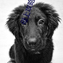 母(mǔ)上攻略第竹影随第一(yī)主板