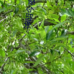 神明今夜想你 （目无馀子）