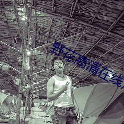 野花高清在线观看免费5