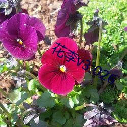 花李v3.026
