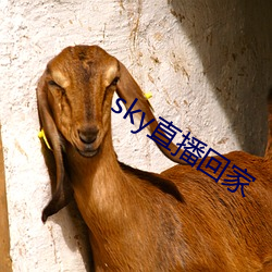 sky直播回家 （上呼吸道）
