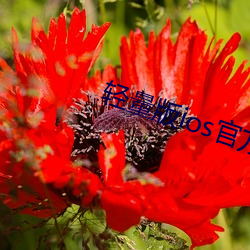 轻(qīng)量版ios官方下载