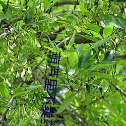 葫芦里不卖药葫芦娃app （拔罐子）