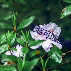 无(wú)路可逃(táo)蓝飏(yáng)