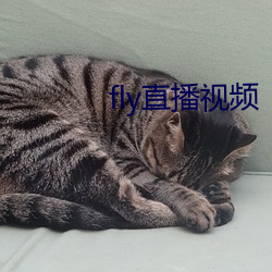 fly直播视频