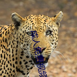 成人免费视频CAOPORN