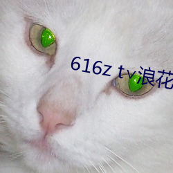 616z t∨浪花直播